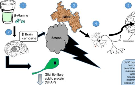 beta-alanine effects|Effects of β.